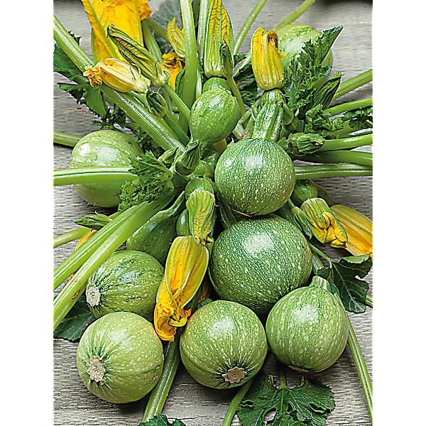 COURGETTE RONDE